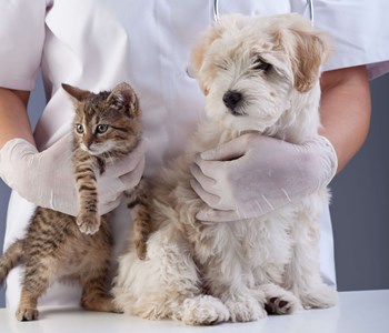 Sterilisation af hunkatte & tæver – sterilisation af hund og kat